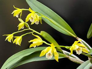 Cattleya xanthina