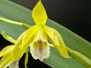 Cattleya xanthina