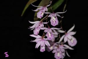 Barkeria palmeri