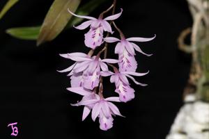 Barkeria palmeri