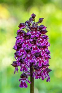 Orchis purpurea