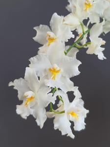 Oncidium nobile