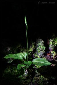 Beloglottis costaricensis
