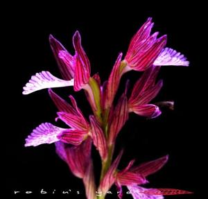 Anacamptis papilionacea