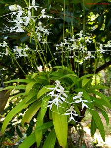 Habenaria crinifera