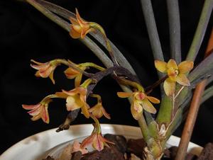 Holcoglossum nagalandense