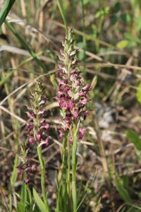 Anacamptis coriophora