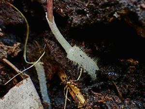 Eriochilus dilatatus subsp. multiflorus