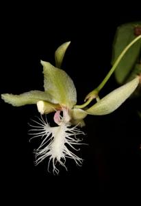 Kefersteinia mystacina