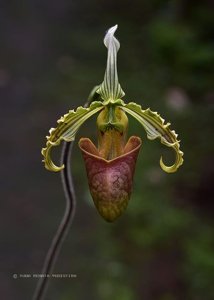Paphiopedilum bungebelangi