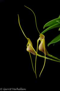 Masdevallia filaria