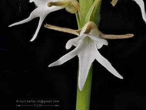 Peristylus constrictus