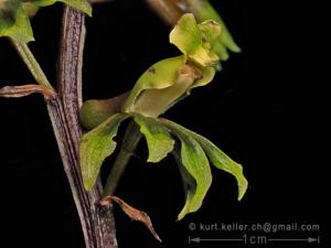 Nephelaphyllum tenuiflorum