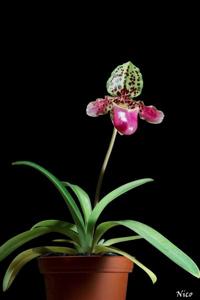 Paphiopedilum henryanum