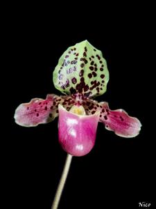 Paphiopedilum henryanum