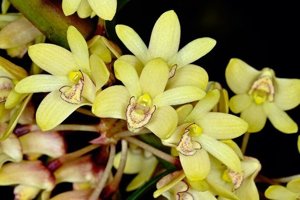 Dendrobium pleianthum