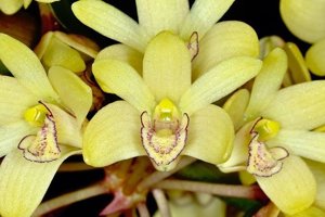 Dendrobium pleianthum