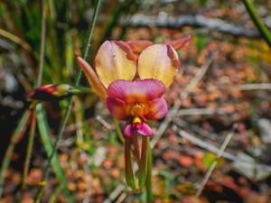 Diuris longifolia