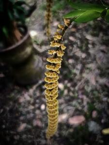 Oberonia padangensis