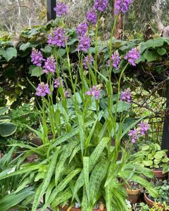 Dactylorhiza fuchsii