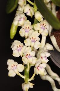 Tuberolabium quisumbingii