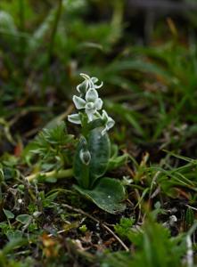 Herminium albomarginatum