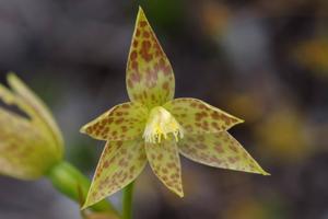 Thelymitra benthamiana