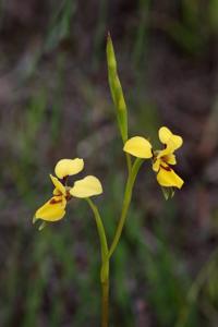 Diuris emarginata