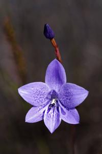 Epiblema grandiflorum