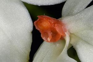 Aerangis luteoalba var. rhodosticta