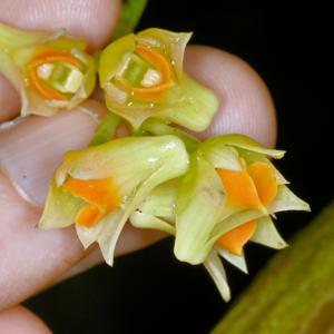 Dendrobium euryanthum