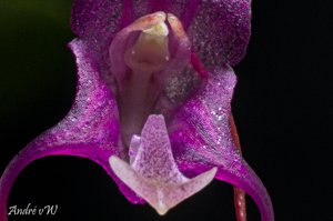 Porroglossum teaguei