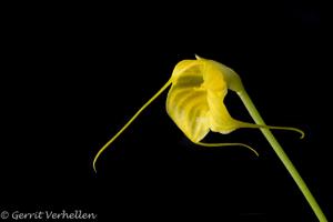 Masdevallia delhierroi