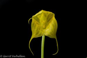 Masdevallia delhierroi