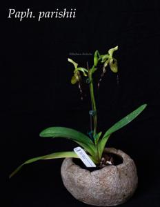 Paphiopedilum parishii