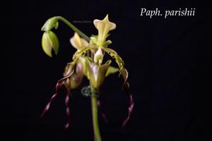 Paphiopedilum parishii