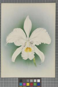 Cattleya gaskelliana