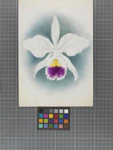 Cattleya labiata