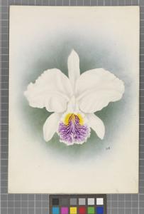 Cattleya lueddemanniana