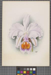 Cattleya schroederae