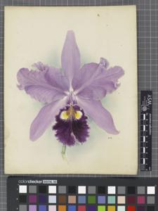 Cattleya warscewiczii