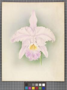 Cattleya warscewiczii