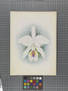 Cattleya labiata