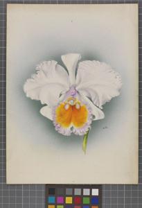 Cattleya schroederae