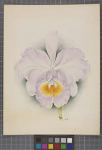 Cattleya schroederae