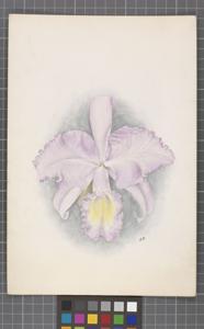 Cattleya schroederae