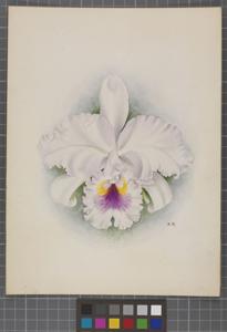 Cattleya schroederae