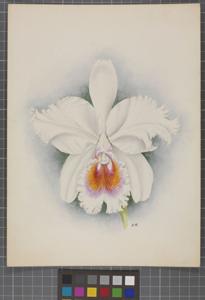 Cattleya schroederae