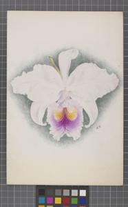 Cattleya schroederae