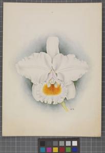 Cattleya schroederae